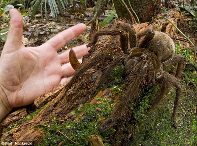 giant-spider.jpg